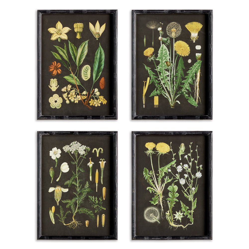 Napa Home And Garden Golden Botanical Study, Set Of 4