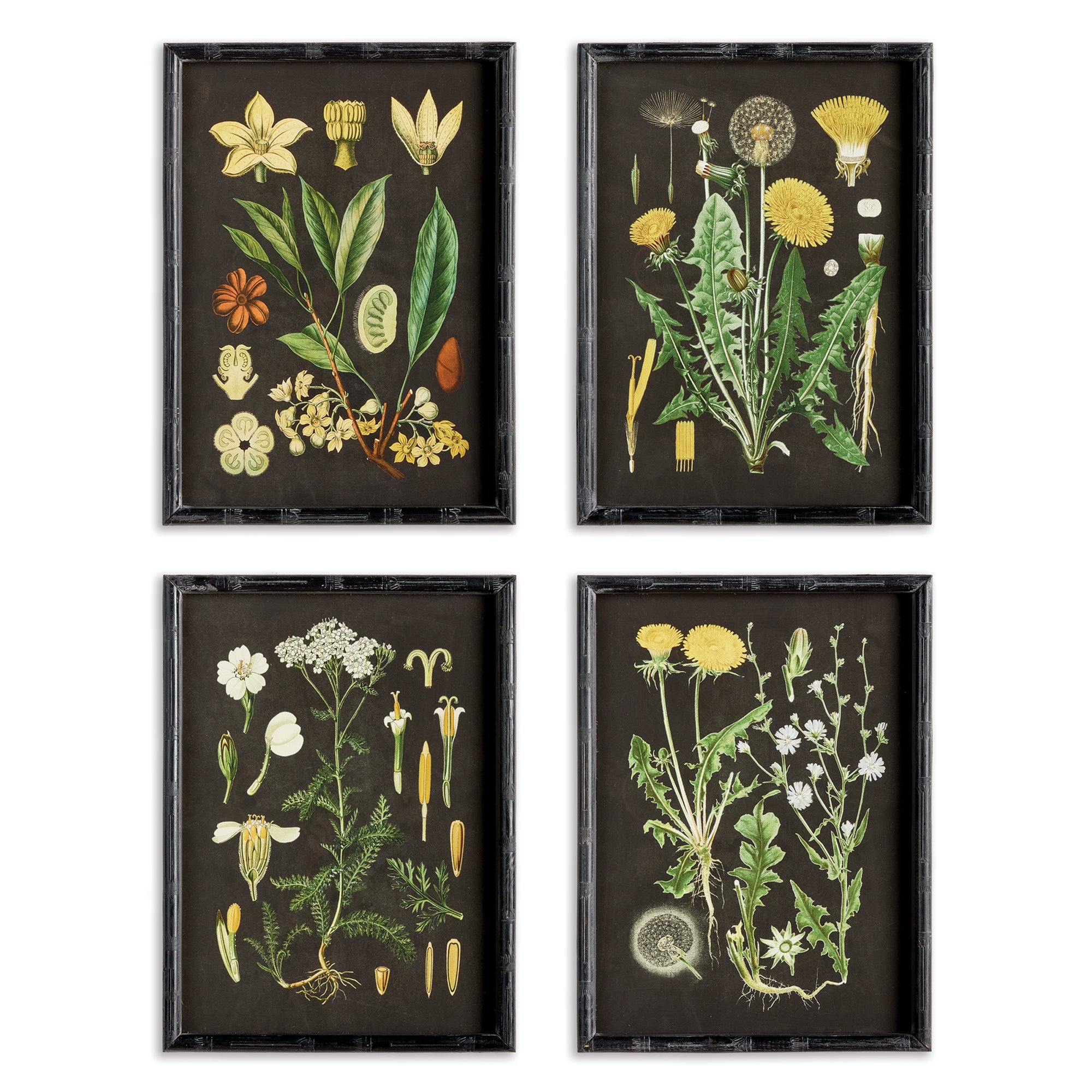 Napa Home And Garden Golden Botanical Study, Set Of 4