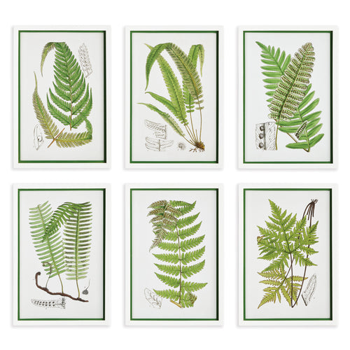Napa Home And Garden Layered Fern Prints, Set Of 6