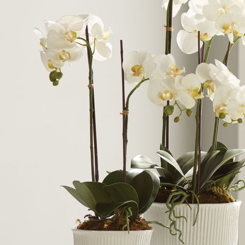 Napa Home And Garden Phalaenopsis Orchid Drop In 23"