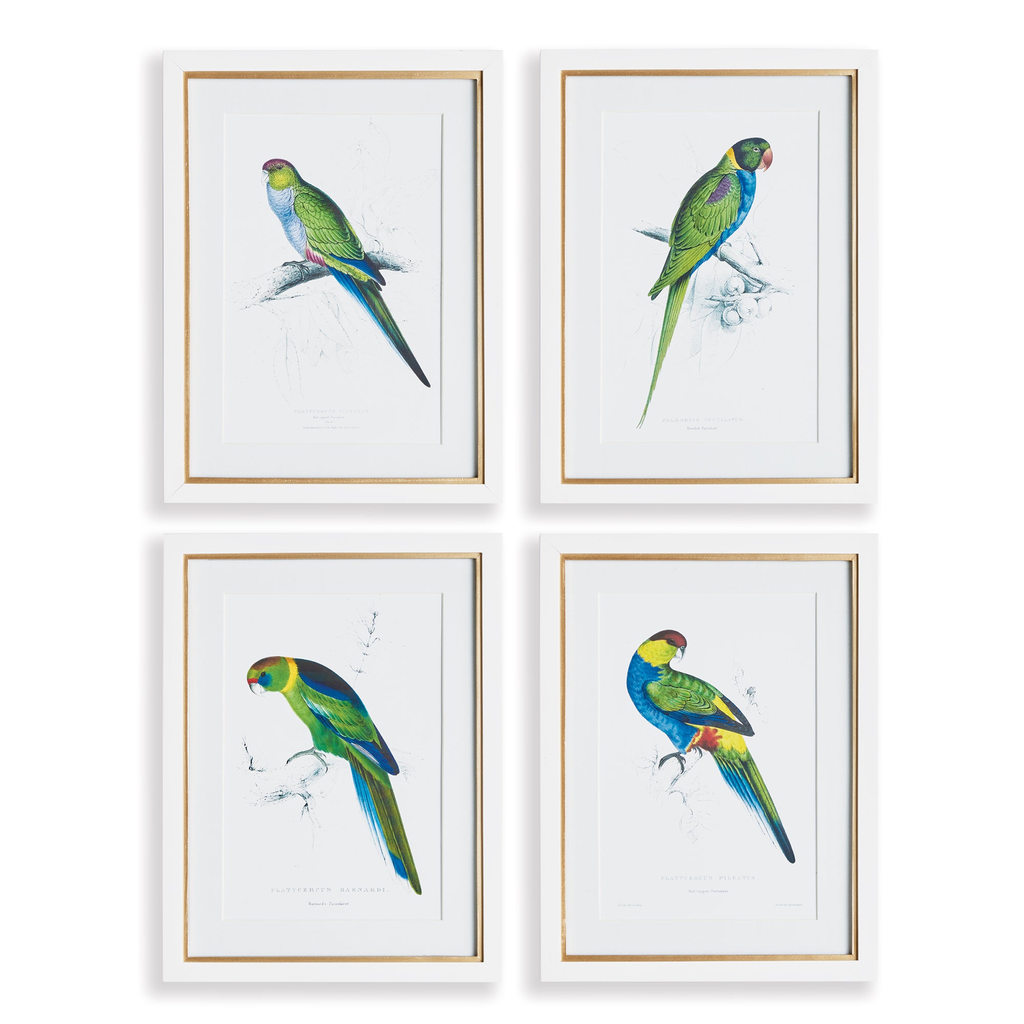 Napa Home And Garden Colorful Parrots Prints St/4