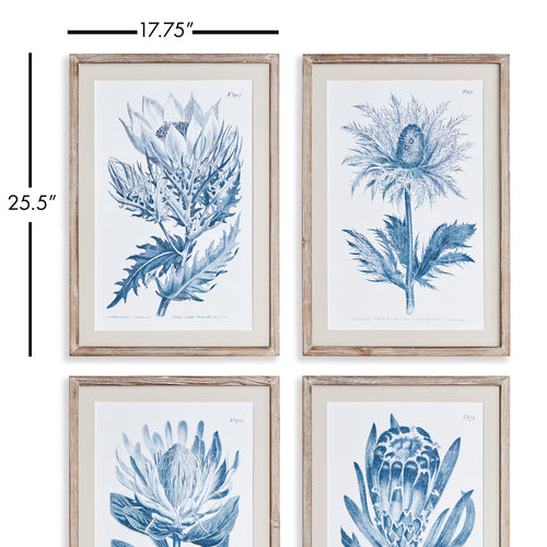 Napa Home And Garden Indigo Protea Prints St/4