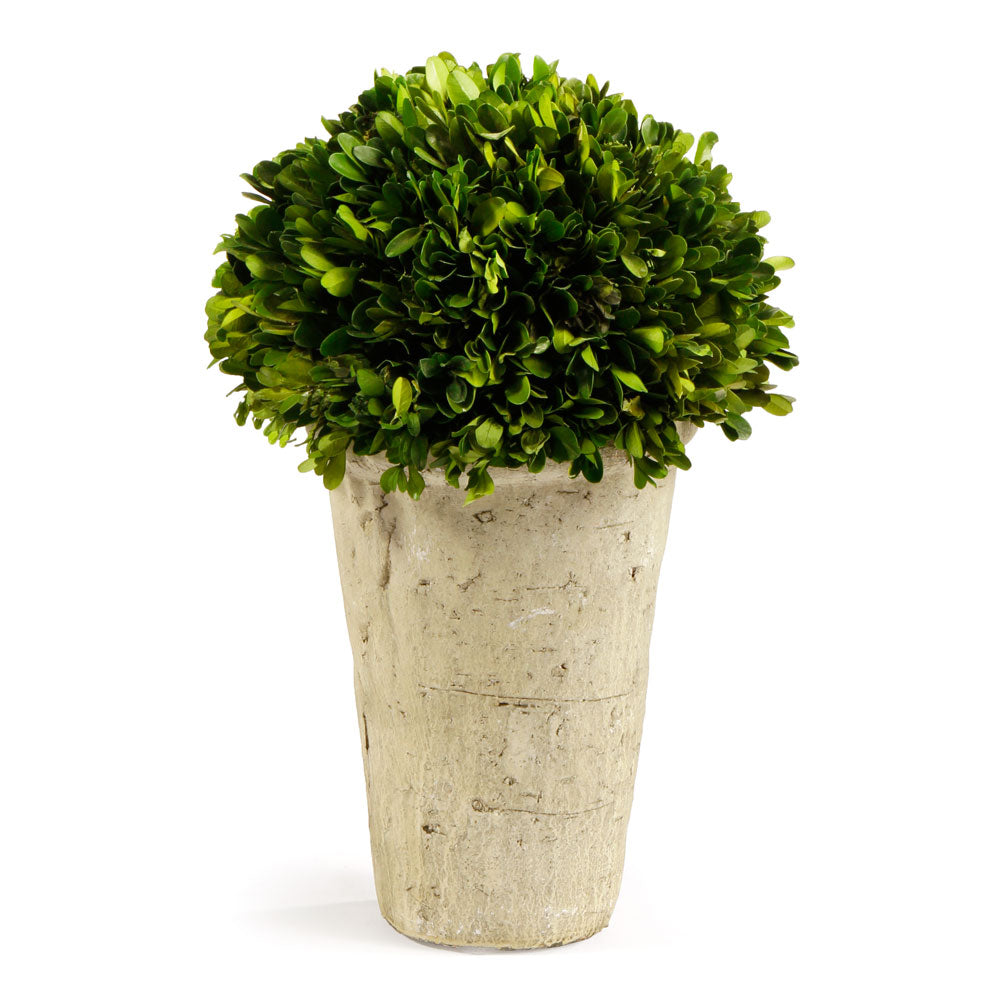 Boxwood Three Quarter Ball In Pot
