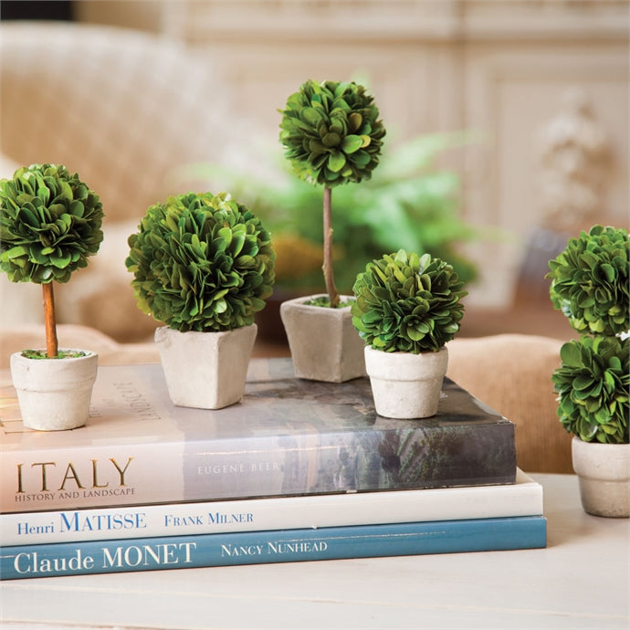 Boxwood Mini Topiaries In Pots, Set Of 5