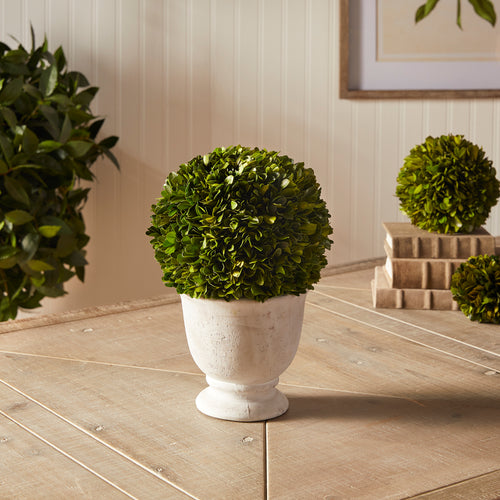 Napa Home And Garden Boxwood Cone Topiary In Pot
