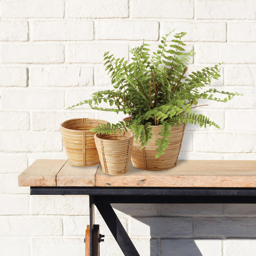 Napa Home And Garden Boston Fern Drop In 12"