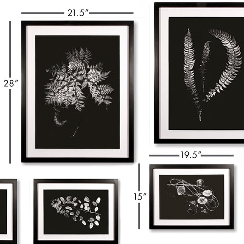 Napa Home And Garden X Ray Leaf Study Gallery, Set Of 9