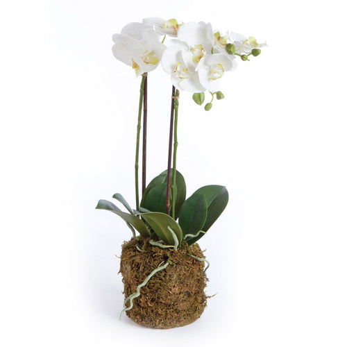 Napa Home And Garden Phalaenopsis Orchid Drop In 23"