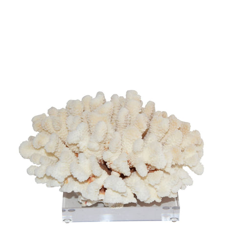 Cluster Coral 12 15 Inch On Acrylic Base By Legends Of Asia