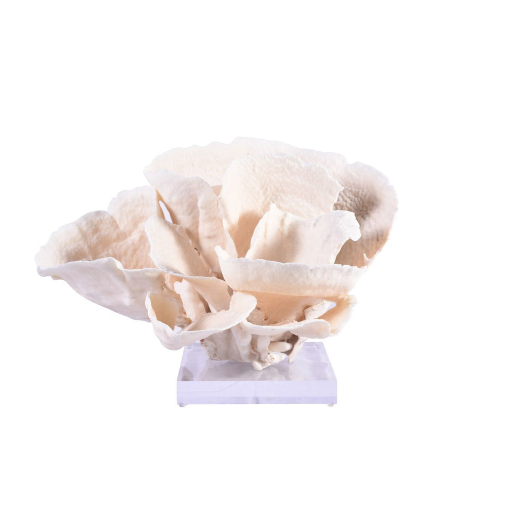 Cup Coral 12 15 Inch On Acrylic Base By Legends Of Asia