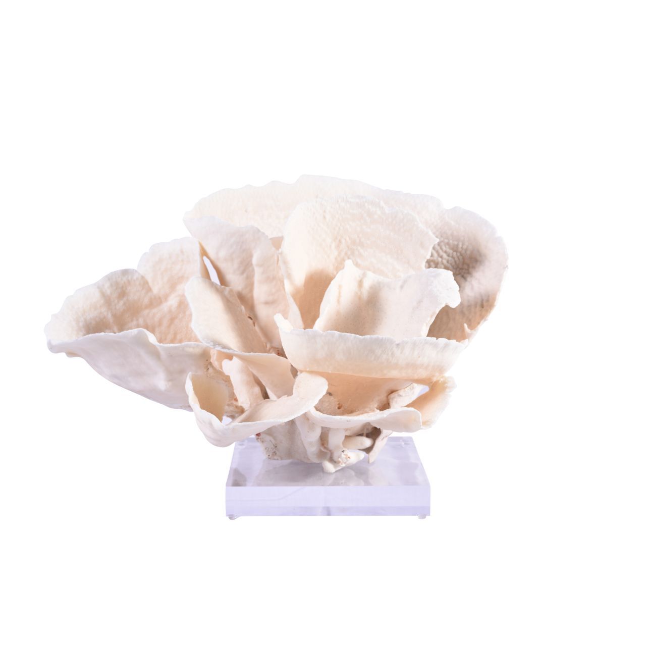 Cup Coral 12 15 Inch On Acrylic Base By Legends Of Asia