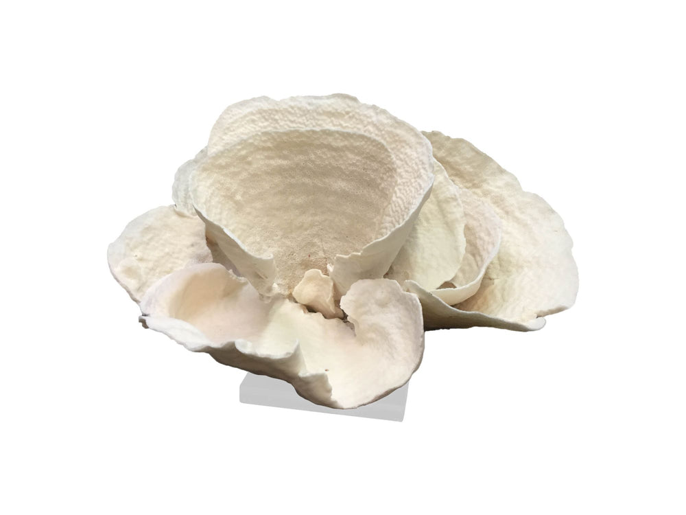 Cup Coral 15+ Inch On Acrylic Base By Legends Of Asia