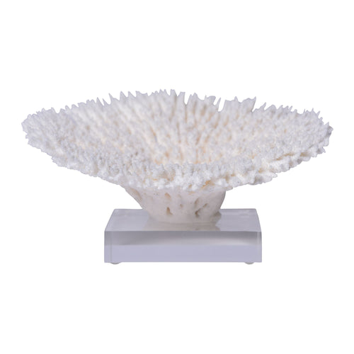 Table Coral Special 12 15 Inch On Acrylic Base By Legends Of Asia