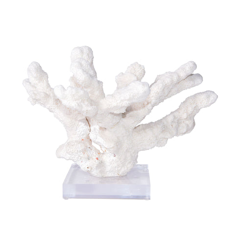 Catspaw Coral 12 15 Inch On Acrylic Base By Legends Of Asia