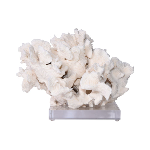 Rugosa Coral 12 15 Inch On Acrylic Base By Legends Of Asia