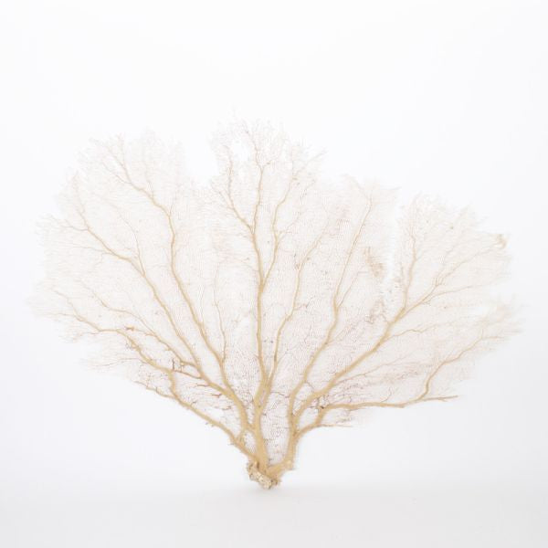 Cream Seafan 30 35 In By Legends Of Asia