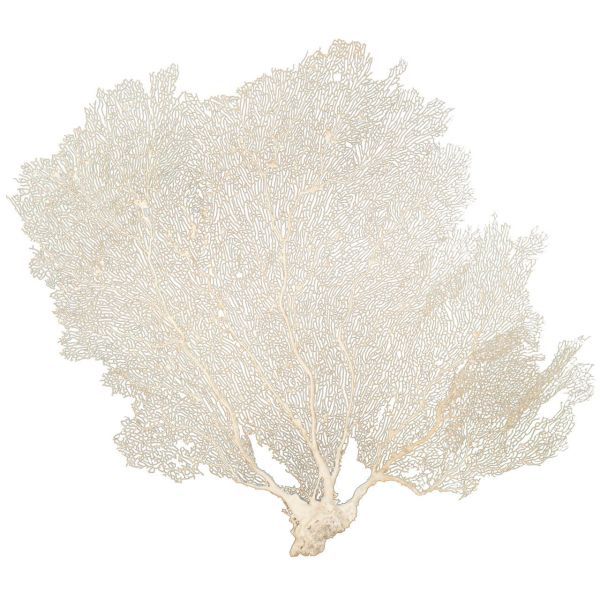 Cream Seafan 25 30 In By Legends Of Asia