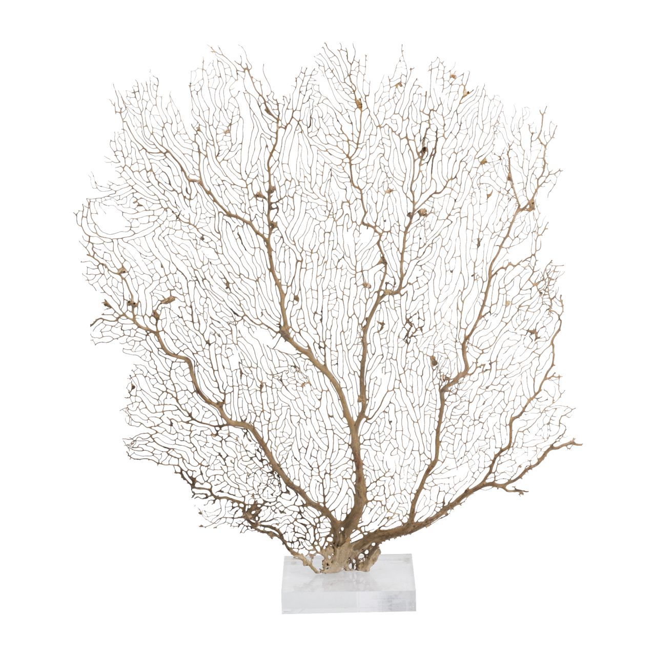 Cream Seafan 25 30 In On Acrylic Base By Legends Of Asia