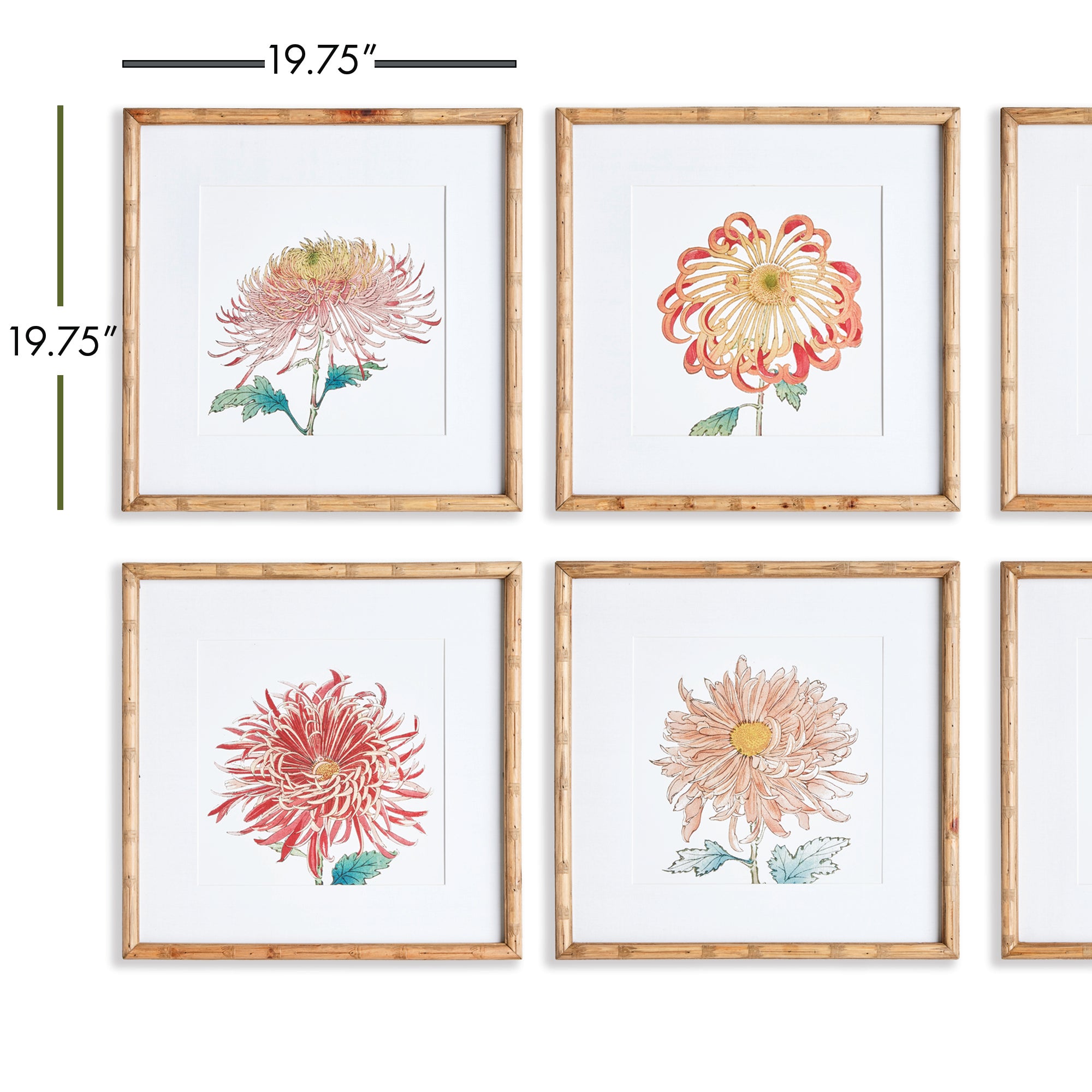 Napa Home And Garden Colorful Chrysanthemum Prints, Set of 6