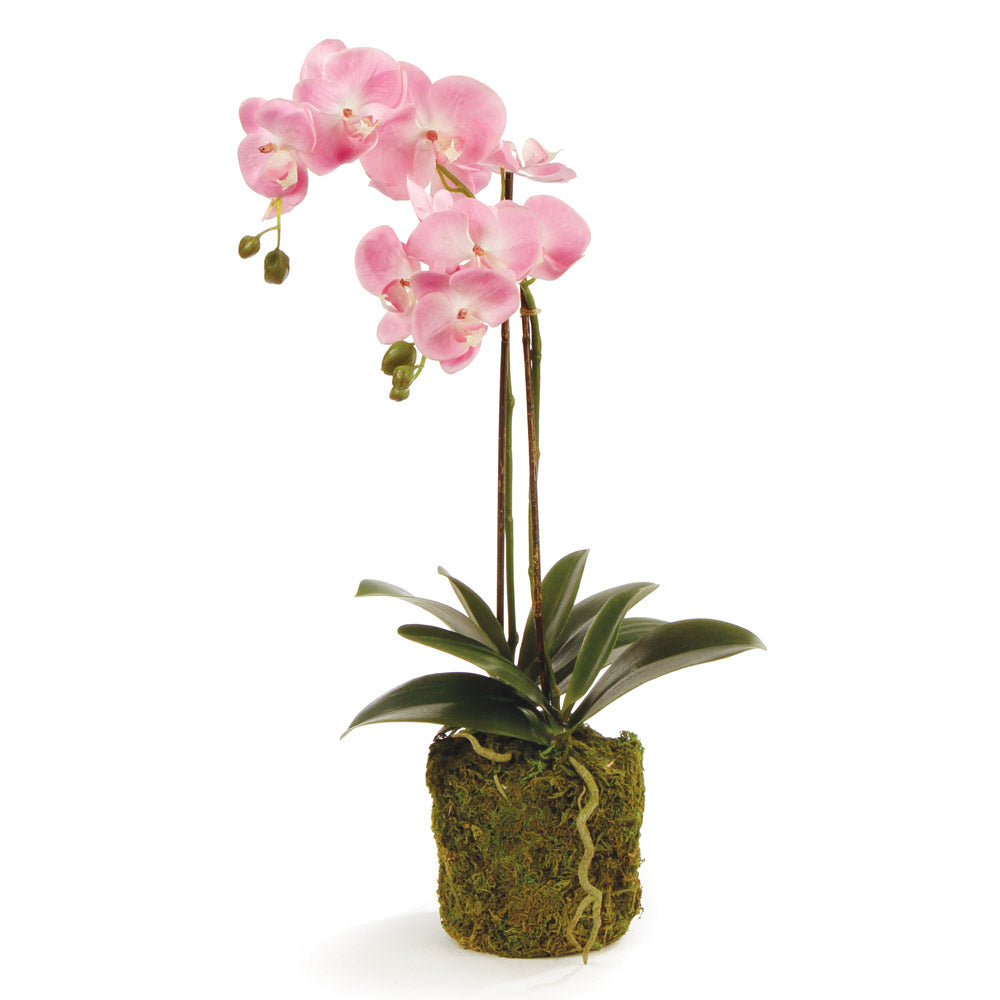 Napa Home And Garden Phalaenopsis Orchid Drop In 23"