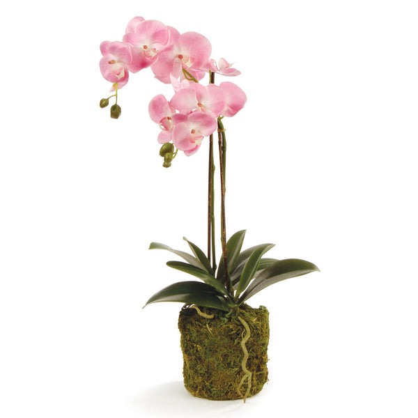 Napa Home And Garden Phalaenopsis Orchid Drop In 23"
