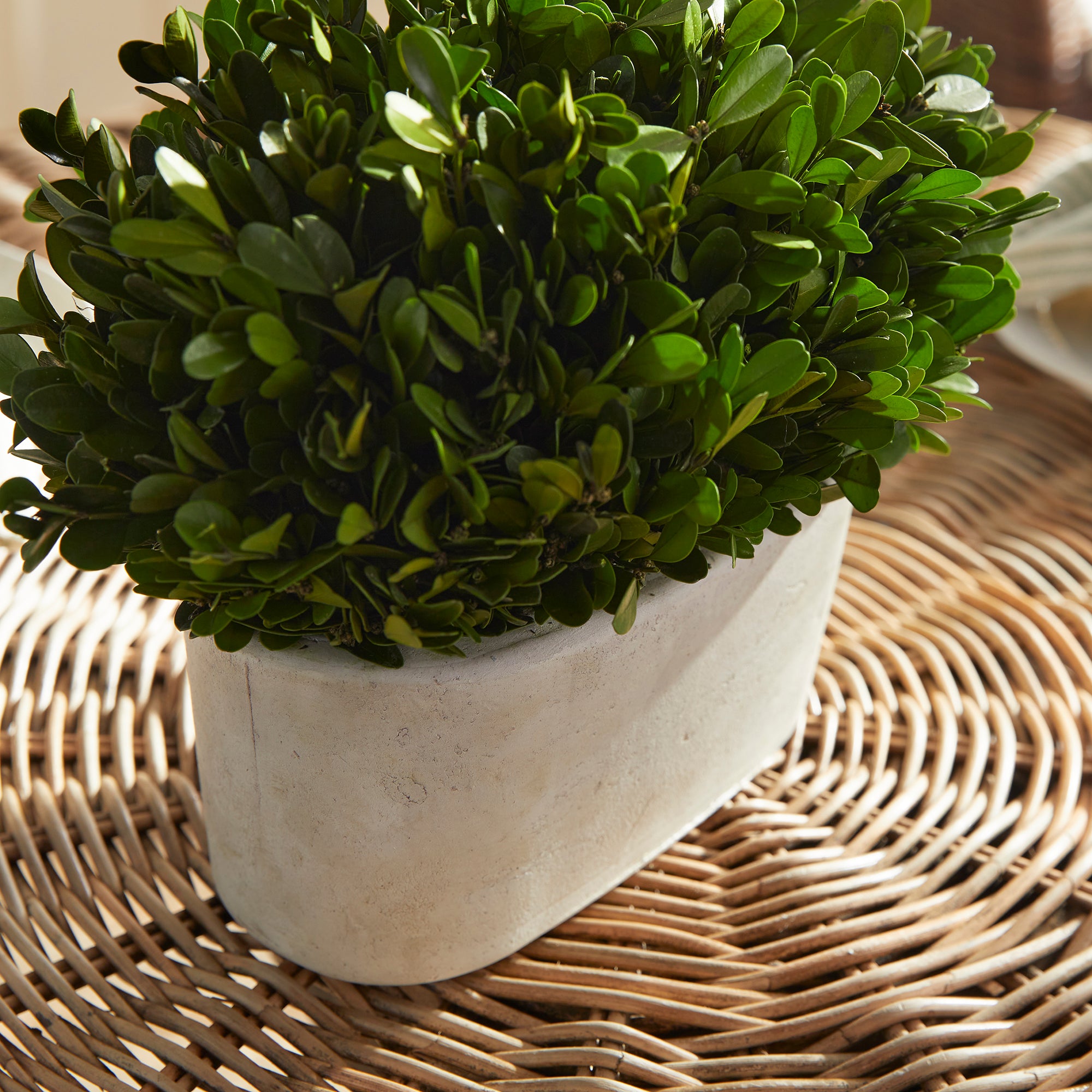 Napa Home And Garden Boxwood Bush In Oval Pot