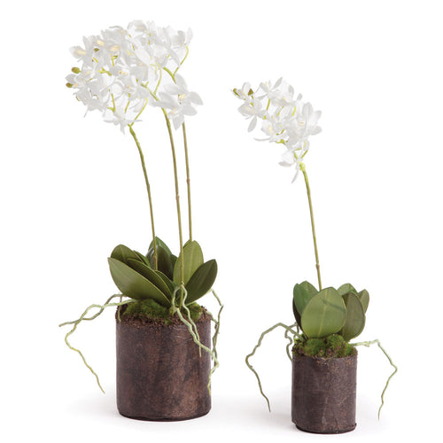 Napa Home And Garden Dendrobium Orchid Drop Ins 16" And 12", Set Of 2