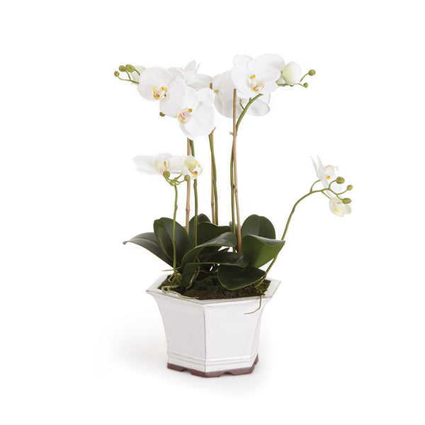 Napa Home And Garden Barclay Butera Phalaenopsis In Ceramic Pot 18.5"