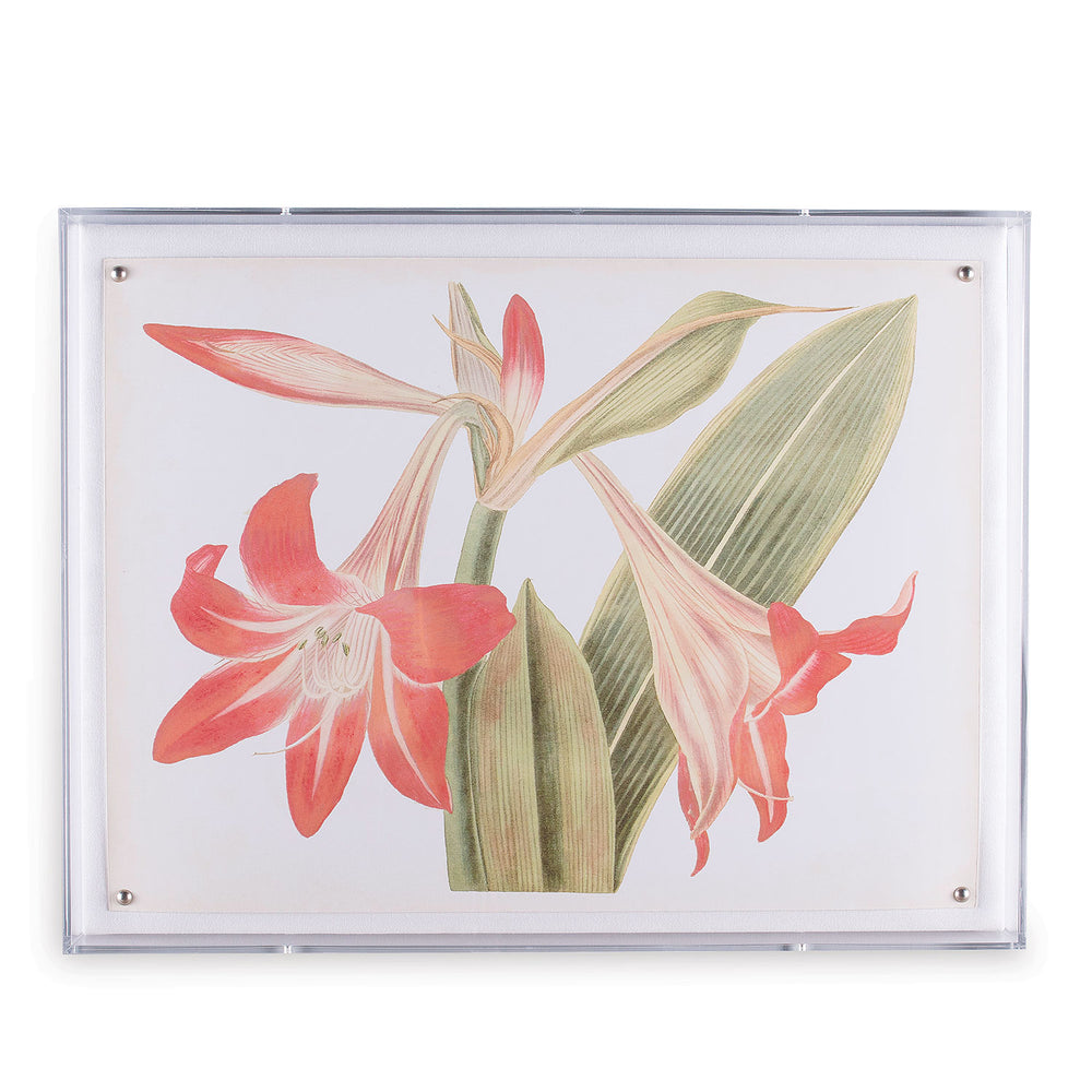 Amaryllis Art in Lucite Frame 20" x 26"