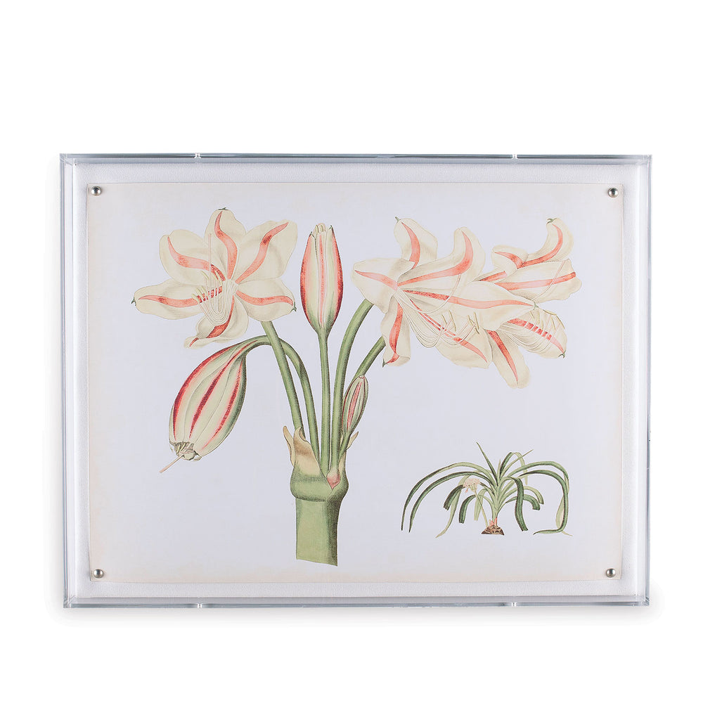 Amaryllis Art II in Lucite Frame 20" x 26"