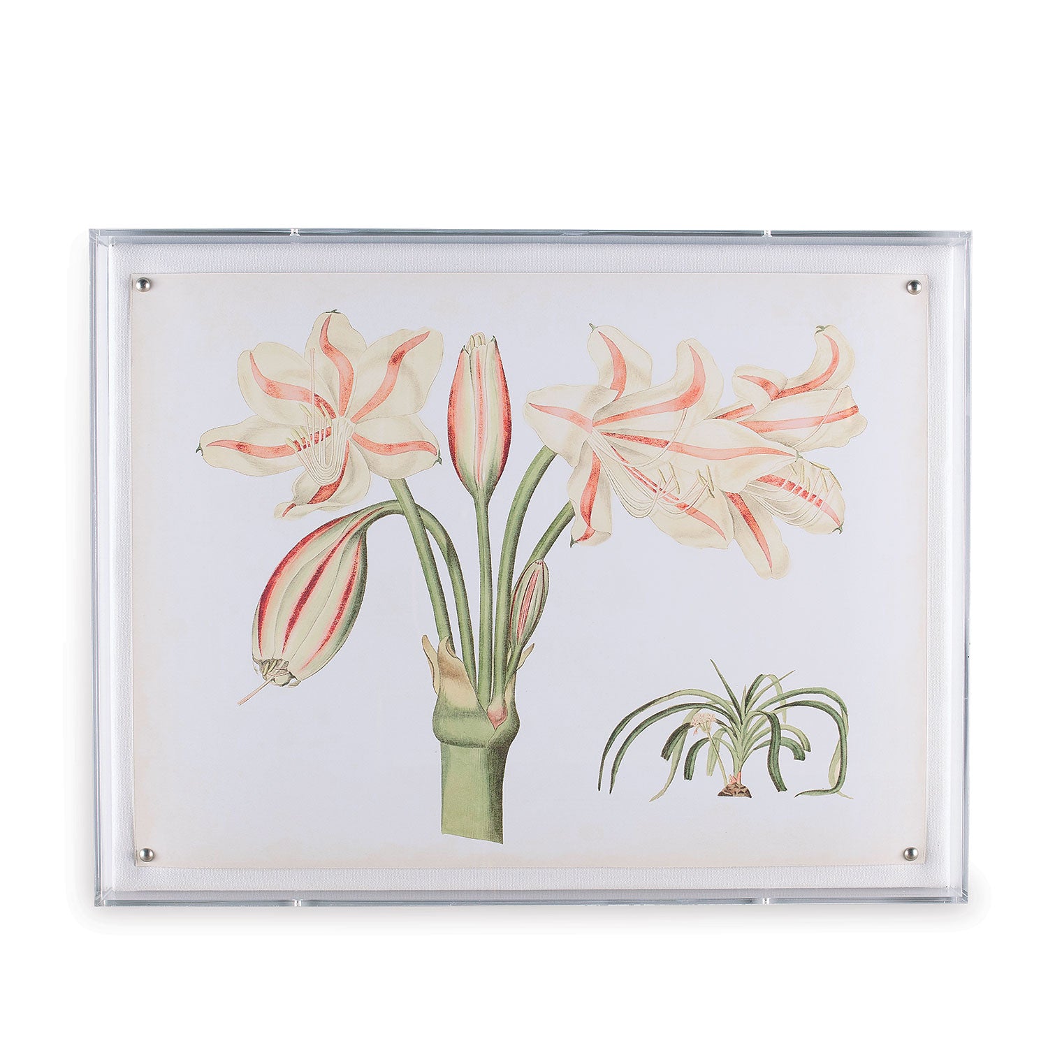 Amaryllis Art II in Lucite Frame 20" x 26"