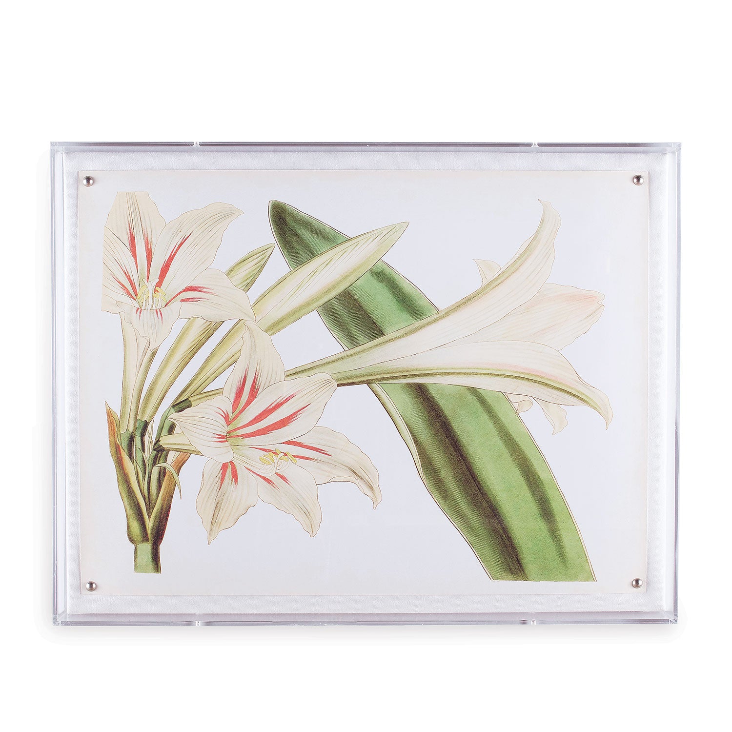 Amaryllis Art III in Lucite Frame 20" x 26"