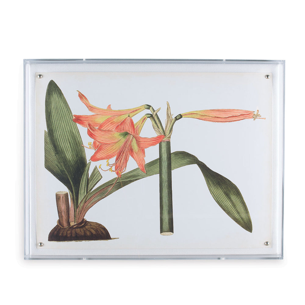 Amaryllis Art IV in Lucite Frame 20" x 26"