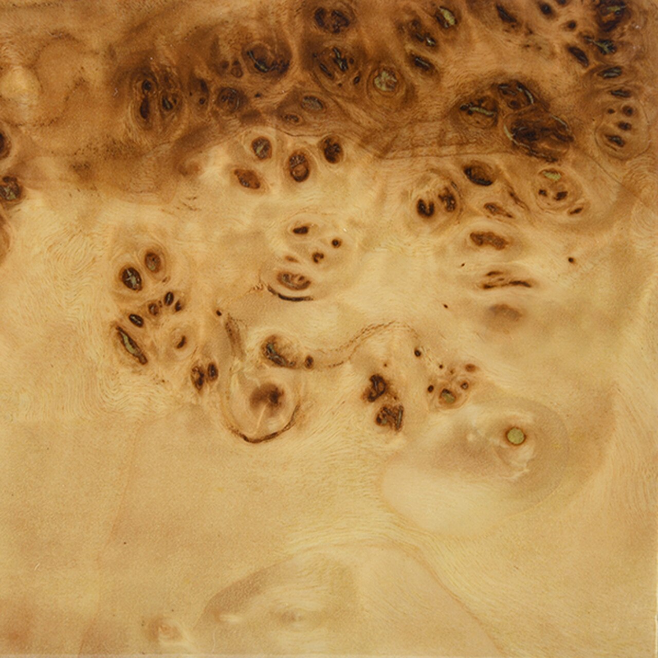 Worlds Away Biggs Burl Wood Stool