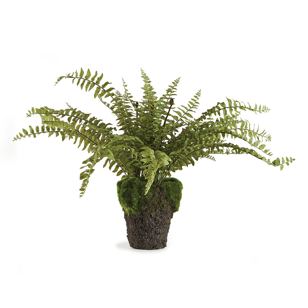 Boston Fern Drop In 16"