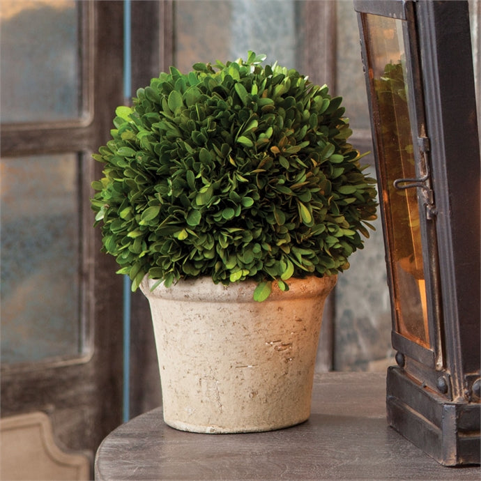 Boxwood 8" Ball In Pot