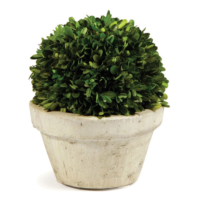 Boxwood Ball In Pot Large