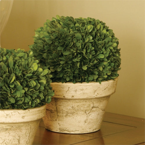 Boxwood Ball In Pot Large