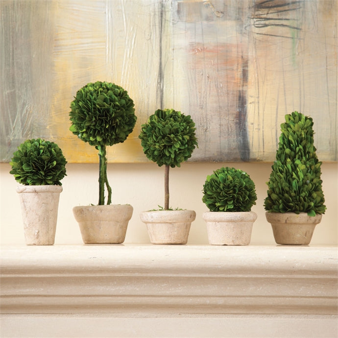 Boxwood Topiaries In Pots, Set Of 5