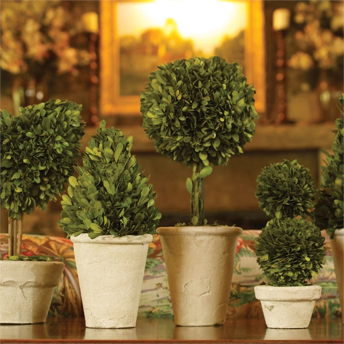 Boxwood Topiaries In Pots, Set Of 8