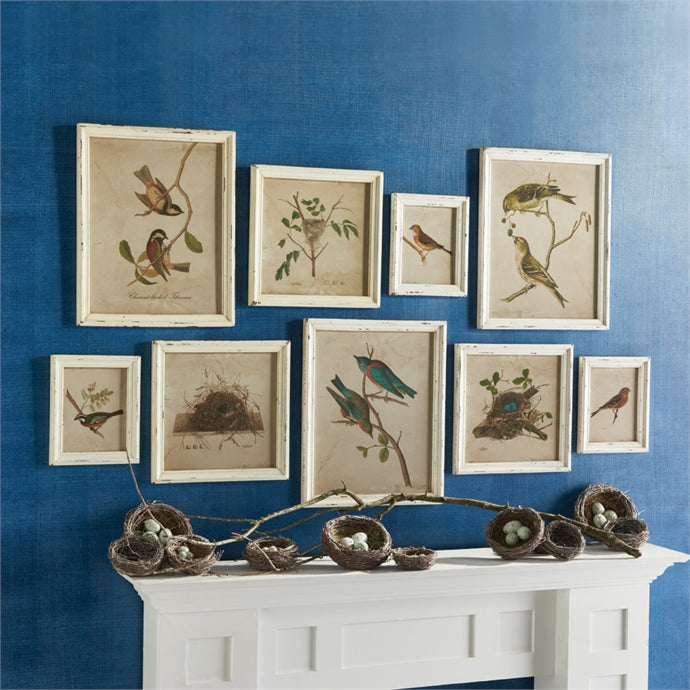 Framed Aviary Bird & Nest Habitat Prints, Set Of 9