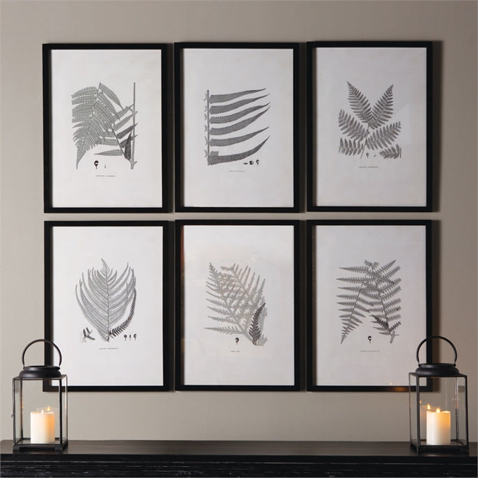 Framed Gray Tone Fern Prints, Set Of 6