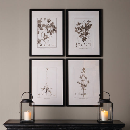 Framed Sepia Tone Botanical Prints, Set Of 4