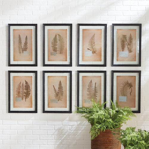 Framed Vintage Fern Prints, Set Of 8