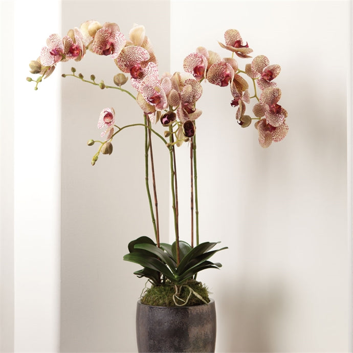 Phalaenopsis Orchid Drop In 32"