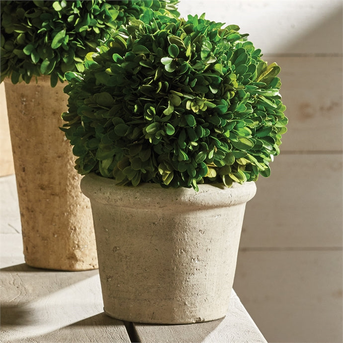 Boxwood 8" Ball In Pot