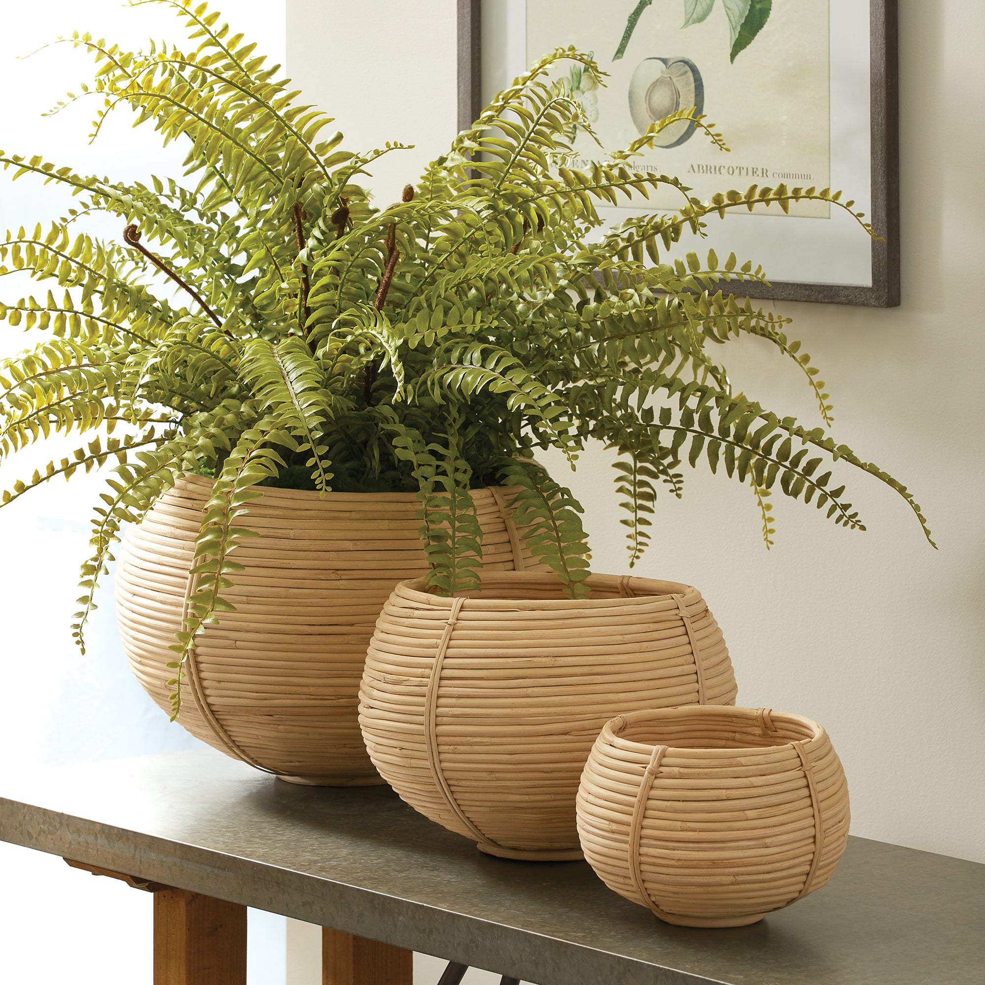 Cane Rattan Plant Baskets, Set Of 3