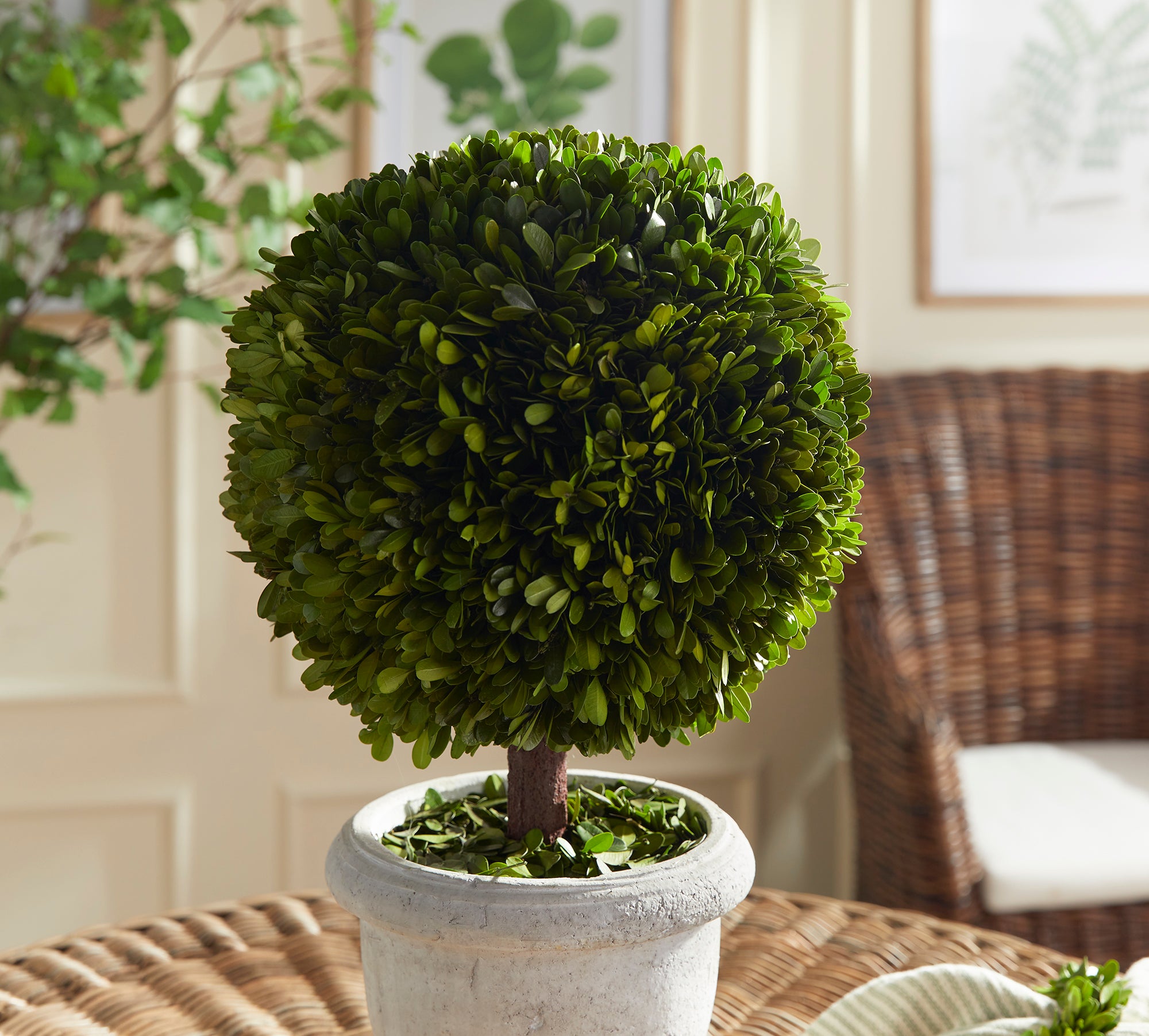 ball plants in pots Boxwood Single 11" Ball Topiary In Pot
