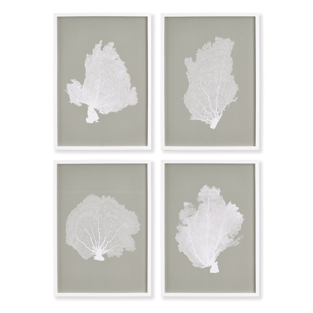Coral Fans Study, Set Of 4
