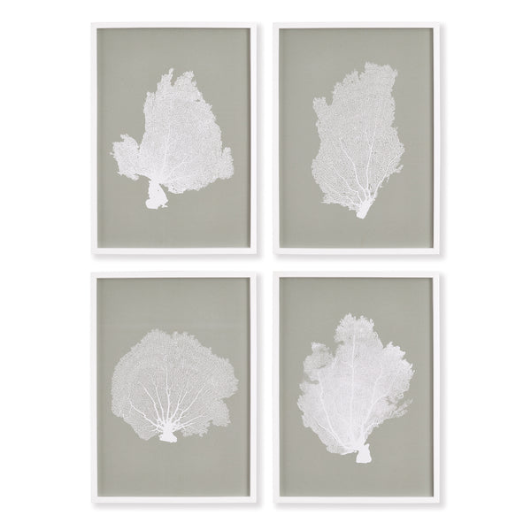 Coral Fans Study, Set Of 4